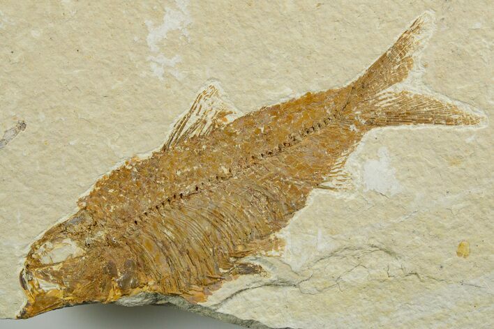 Bargain, Fossil Fish (Knightia) - Wyoming #349605